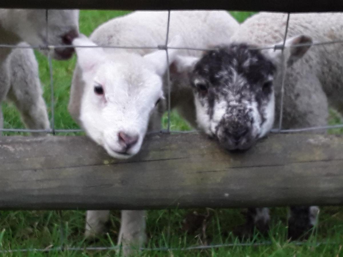 Sharlands Farm Bude
